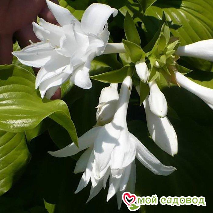 Хоста Ремембер Ми: сорт, характеристики, посадка и уход, отзывы